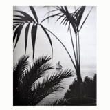 Light on the Riviera: Photography of the Côte d'Azur